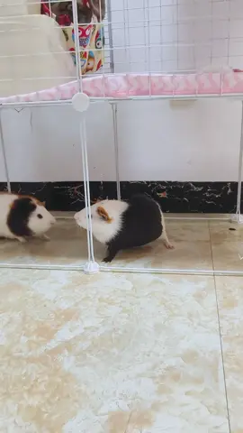 #guineapig #PetsOfTikTok #cuteguineapig #guineapigsoftiktok #typ 