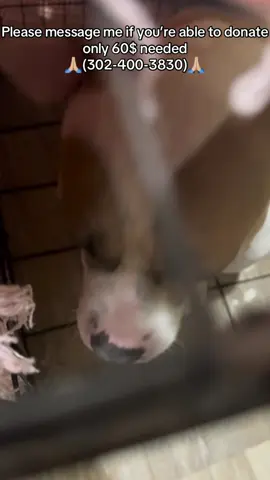 Please don’t skip without boosting or donating I only need about $60 to get the doggy a ride To the nearest dog shelter not 60$ for medcine or to pay for a vet but 60$ to pay for a ride to drop him off at a shelter, I know a lot of you are probaly thinking why not take him to a closer shelter or even a vet the truth is I can’t afford a vet and I fear the closer shelters will put him down,  the only non kill shelter is a hour away that’s the only reason I’m tryna get him there, I’m afraid if I don’t get him there in time he won’t make it he refuses to eat, and has been throwing up blood and he’s also going blind in his left eye I fear for his life. And I know a lot of you are thinking why not keep him well the truth is Im 16 and currently homless I have no legal guardian so I’m all on my own  that’s why I’ve come to TikTok to ask for help, If you’re seeing this, please don’t skip I would feel horrible if he died I would feel responsible. If you can’t donate please share this post. And if you think this is a scam, I don’t blame you, but that’s why my number is in the bio. Please text me if you have any any questions. My go fund me is down so please message me if u can donate  My number is- 302-400-3830 Please go to the pinned video on my page for more information  please message me if you can help I really don’t have a lot of time to get him to the shelter Im running out of time  #dog #dogs #doglover #help #fyp