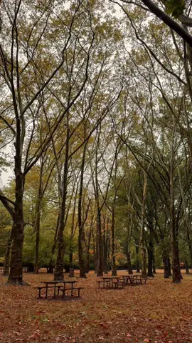 Dancing in the wind 🍁 #fyp #autumn #fall #fypageシ #fypシ゚viral 