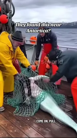 Creepy init? #sirens #mermaid #antartica#fyp #fypシ゚viral 