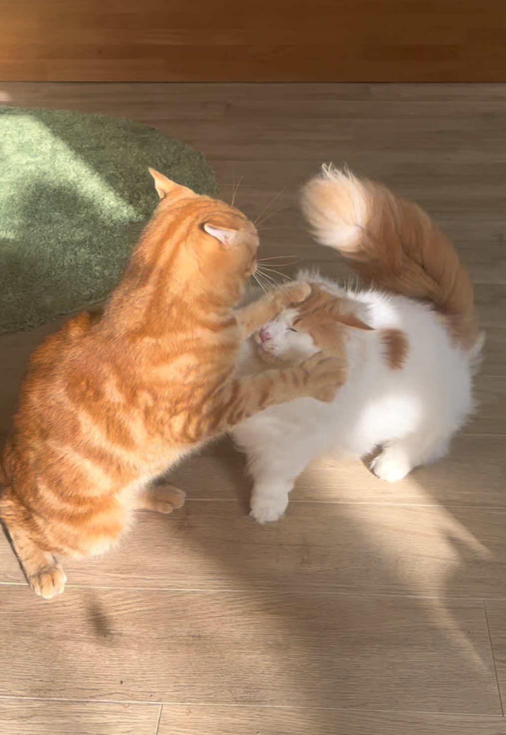 兄妹のように仲の良い2人🙆‍♀️ 腕の長さでマウントを取っている様に見える😂 #猫カフェ #大阪 #お出かけスポット #デートスポット #fyp 