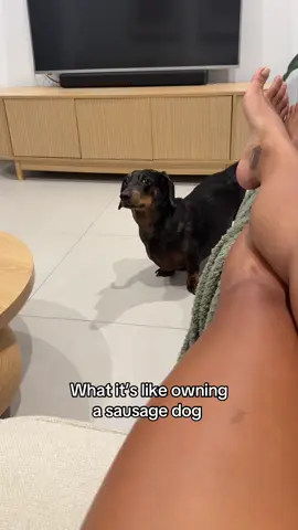 He’s like ‘bih I know you got ice cream in the freezer’… Constant judgement and needs attention 24/7. #sausagedog #dachshund #dachshundsoftiktok #dachshunds #weinerdog 