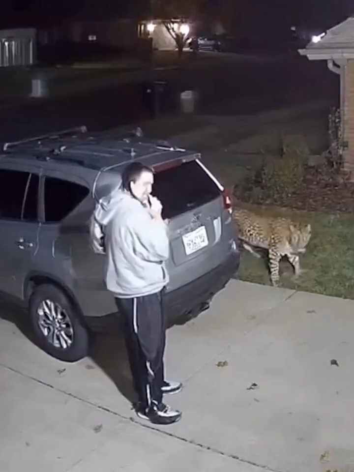 Wildlife doesn’t warn — leopard attack caught on camera 🐆🎥 #Shorts #Viral