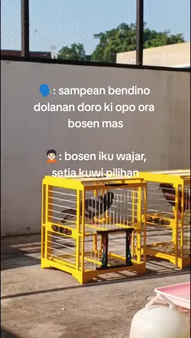 umume wong lanang seng ora kebagian bedil🥱 #JBL_SMG #fyp #merpatikolong #merpatilovers #masukberanda 