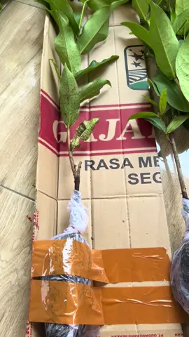 Bibit jambu air black guava cuma 20 ribuan aja buruan di gercepin
