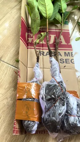Bibit jambu air black guava hasil okulasi cepat berbuah cuma 20 ribuan aja