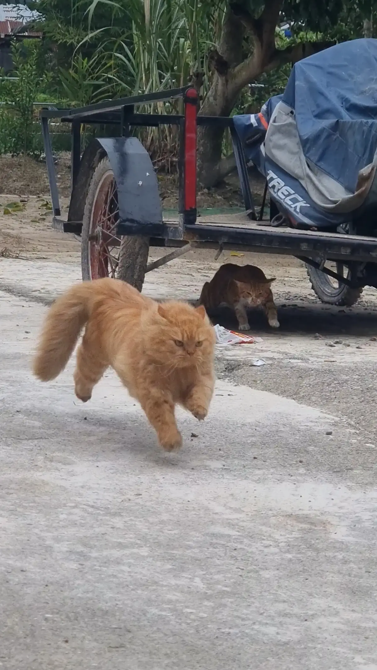 Sorry for the low quality. This photo was taken from a video screenshot.  Hope you still love it anyway 😻