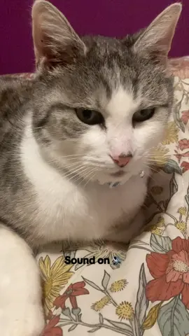 Tiger’s ASMR #catsoftiktok #cat #catlover #cattok #catasmr 