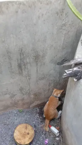 panik mau dek😂 #fyp #foryoupage #xybca #kucing #tikus 