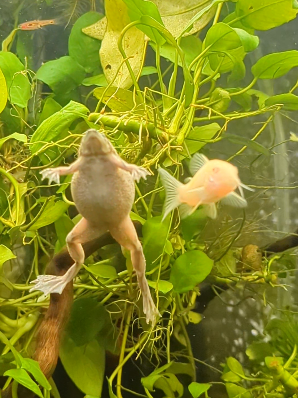 Replying to @bartgen0cide ✨💖🐸 Big Back Betty is large and in charge and ever so graceful💚✨. She is my biggest African Dwarf Frog and I'm wondering if she's 