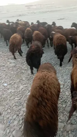 #foryou #sarokhp0 #fyp #الشعب_الصيني_ماله_حل😂😂 #everyone 