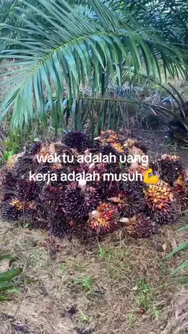Masi kici-kici #sawit  #sawitontiktok  #panensawit  #sawitkalimantan🌴🌴🇮🇩 