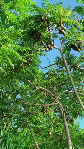 বাগানের ফলের প্রথম ছোঁয়া, Garden,Fruits,Nature, Organic, GreenLife, Bangladesh,BaganerFol, NaturalBeauty, FreshHarvest, Gardening, 