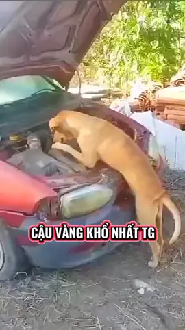 Cậu Vàng Nay Chuyển Qua Sửa Chữa Ô Tô Hết Làm Phụ Hồ Ròi Ông Giáo Ạ 😂😂 #hien_reviewgiadung #pet #chó_cưng #chó #dog 
