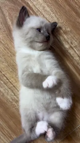 So cute #cutecat #pet #kucing #kitty #funny 