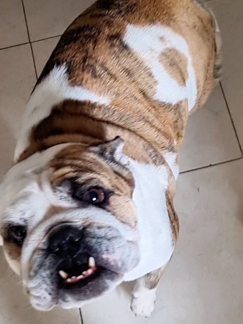 #samba #dance #fyp #bulldog #englishbulldog 