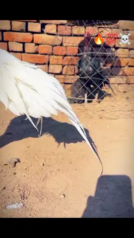 #aseelشوق #mianwaliaseel ##aseelmurga #aseellovers #pakistaniaseel 