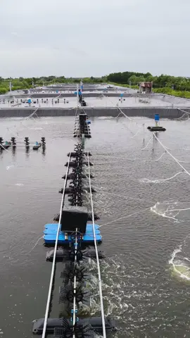 ❤️nhìn góc này cug đẹp😁#nuoitom #nuoitomcongnghecao69 #nuoitomcongnghecao 