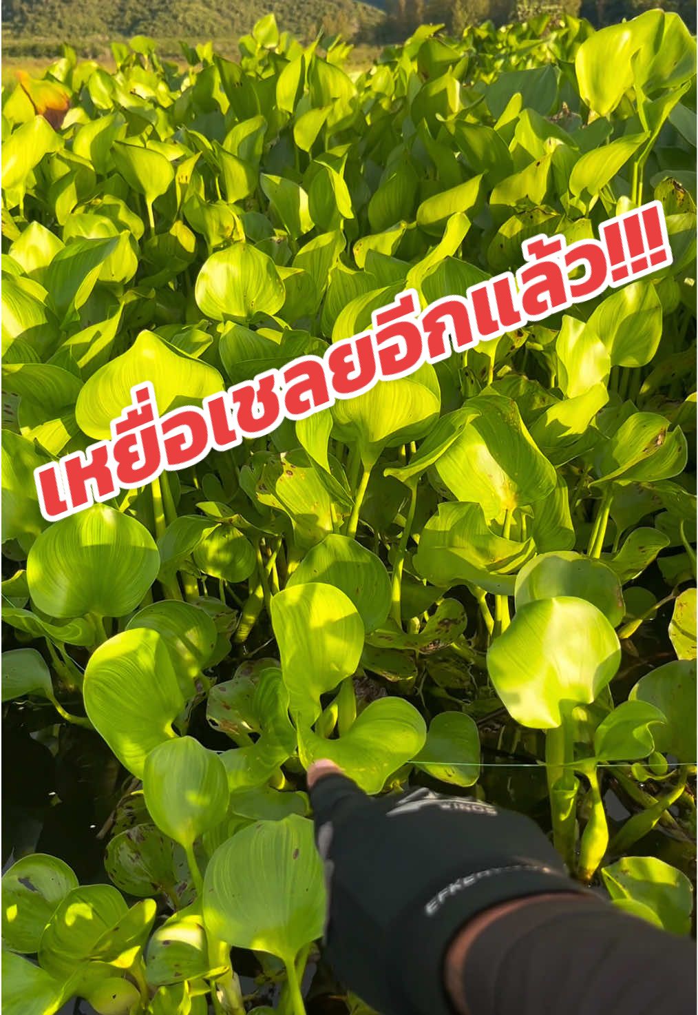 เหยื่อเชลยอีกแล้ว!!!ของใครนี่ #rock_fishing_channel #นักตกปลา 