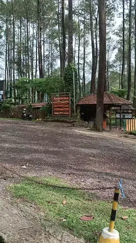 Tangkuban Parahu#hutanpinuscikole #lembangasri #wisatahutanpinus 