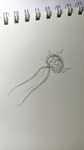 sứa này lạ 👀#vẽ #drawing 