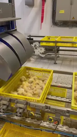 Automatic chicks counting system.  #Hatchery #Radvan  #foryou 