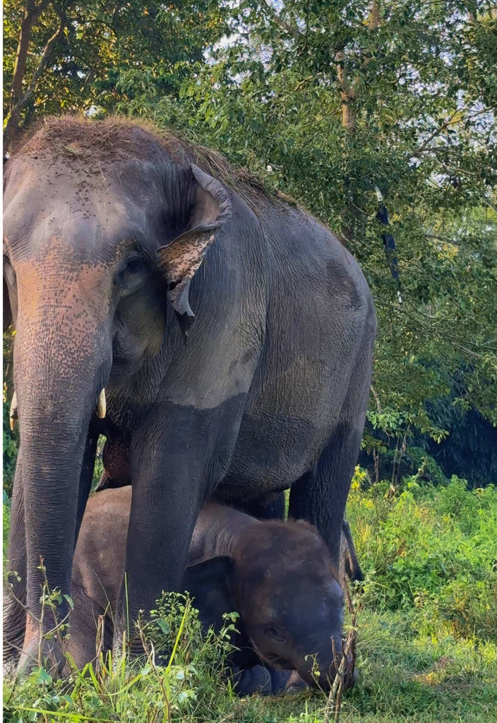Playing under mom’s shade, where love feels endless. #elephant #babyelephant #Love #fyp #foryou 
