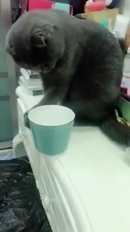 The floor must be mopped clean #Confusing Behavior in the Animal World #Funny Cute Pets