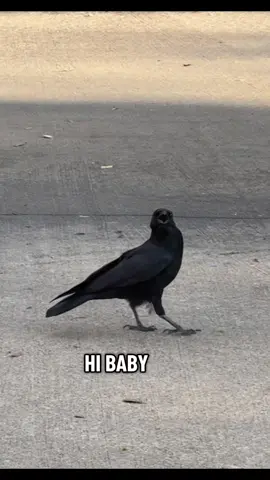 It’s a long video but there’s multiple “stories” here that were interesting to watch! I got too lazy to properly edit this tonight. 🍿#egeecitrine #fyp #naturetiktok #crowtiktok #crows 