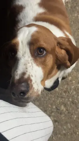 We were obviously made for the wild🥴 #frogs #guarddog #kentucky #notcalifornia #fail 