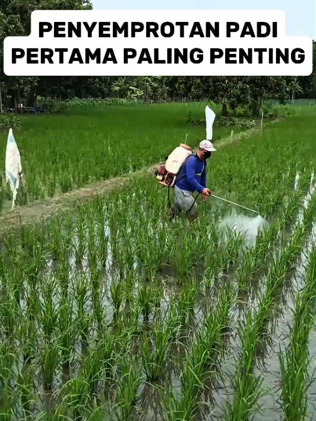 PENYEMPROTAN PADI PERTAMA #petaniindonesia🇮🇩🇮🇩🇮🇩🌿🌿 #trendingtiktok #trending #fyppppppppppppppppppppppp #fypシ゚ 