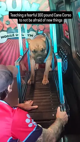 How do you teach an extremely fearful 160 pound Cane Corso that new things won't hurt him? This is how. ❤️💙 #rundawg #mobiledoggym #dogexercise #dogconfidencebuilding #fearfuldog 