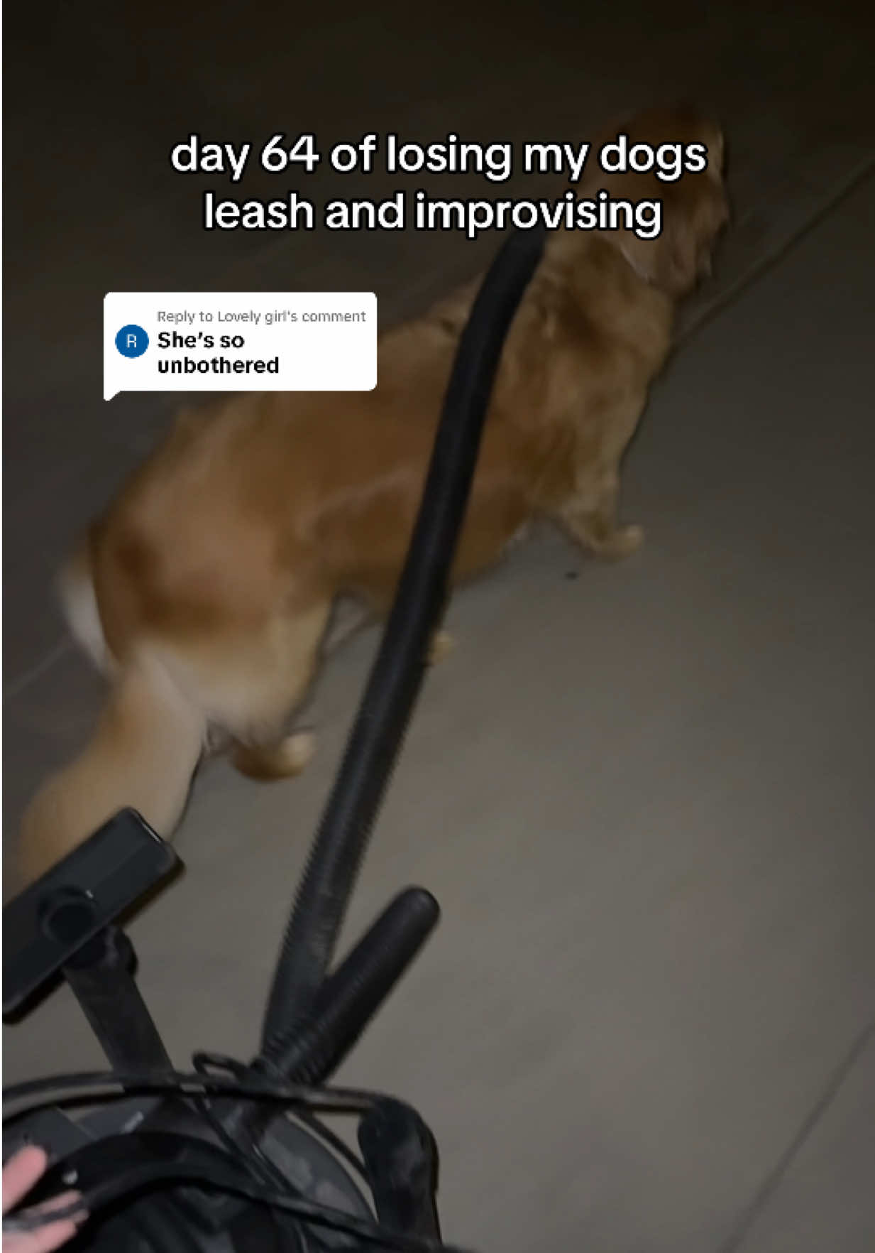 Replying to @Lovely girl longest leash yet 🧹✨💌 #goldenretriever #dog #walk #vacuumcleaner 