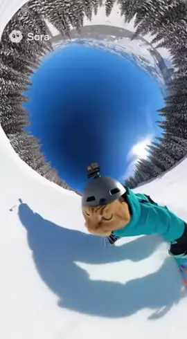 Snowboarding is an exhilarating winter sport and recreational activity where an individual rides down a snow-covered slope on a single board, called a snowboard, with their feet secured in bindings and positioned sideways. Emerging in its modern form in the 1960s, drawing inspiration from surfing, skateboarding, and skiing, the sport rapidly grew in popularity, overcoming initial resistance from the skiing community to be officially included in the Winter Olympic Games in 1998. It encompasses various styles, including Freeriding (natural terrain), Freestyle (tricks in parks, halfpipes, and slopestyle courses), and Alpine/Carving (racing and focused turning), requiring a blend of balance, control, and skill. #capcut #catsoftiktok #cat #fyp #snowboarding 