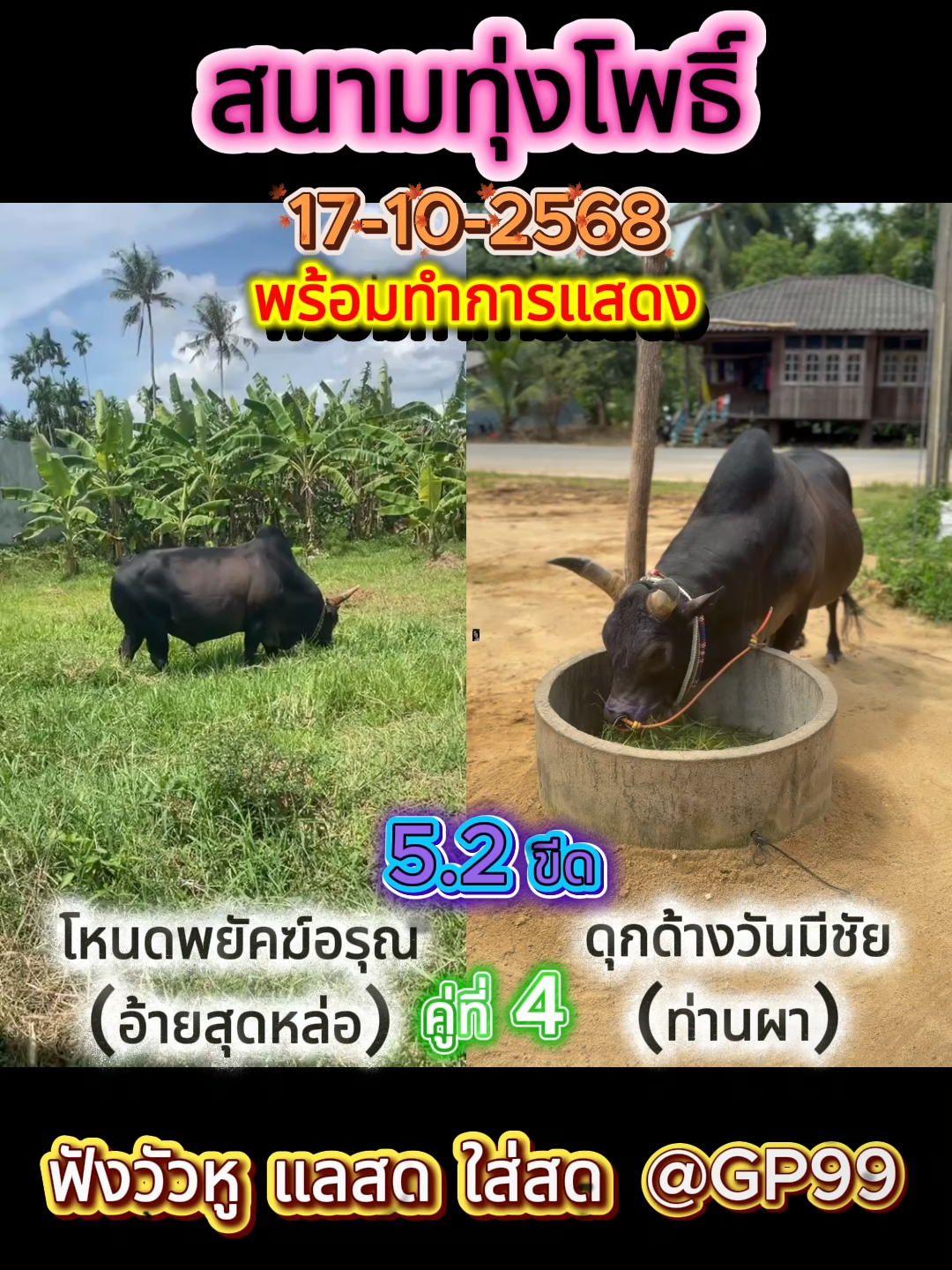 ท่านผา อ้ายสุดหล่อ ส.ทุ่งโพธิ์ #วัวชน #คนรักวัว #วัวชนแดนใต้ #วัวชนคนใต้ #วัวชนคนสู้ #วัวชนภาคใต้ #ชอบวัวชน #เทรนด์วันนี้