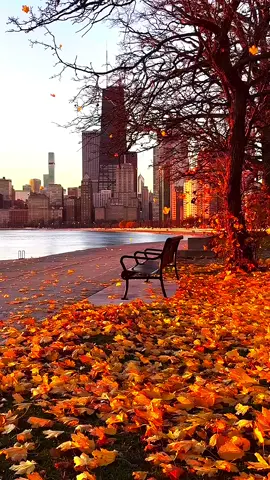Chicago Autumn 🍂 🍁#chicago #chicagoillinois #chicagotiktok #chicagoland #chicagolife 