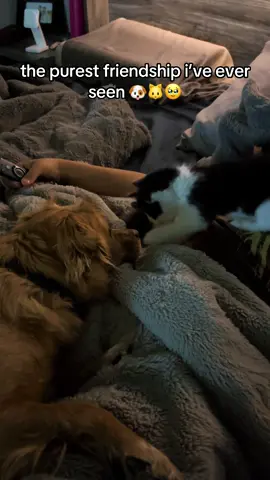 🥰 #kitten #dog #cute #momlife #frienship