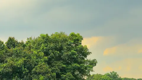 এমন মনোরম সৌন্দর্য দেখলে, প্রকৃতির মাঝে হারিয়ে যেতে মন চাই──༅༎ 🍃🌿 #nature #viralvideo #fyp #viral #tiktok @TikTok @tiktok creators @TikTok Bangladesh 