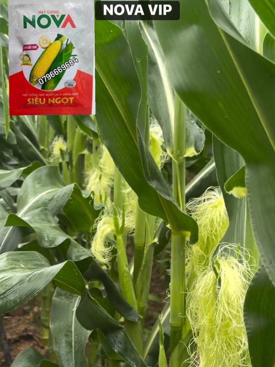 Giống bắp mỹ siêu ngọt Nova VIP trồng mùa mưa siêu khỏe sạch bệnh #novavip #hatgiongbapmy