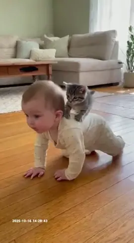 The cat couldn't resist the baby :) #cat #baby #cute #keşfet #animals 