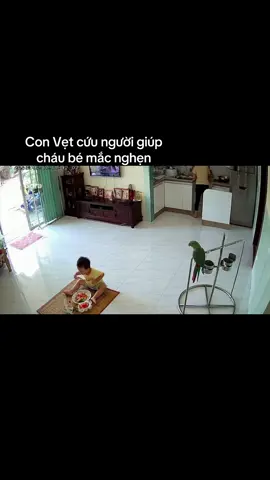 Con Vẹt cứu người giúp cháu bé mắc nghẹn #xuhuong #viral #foryou #honghot #honghotnongthon 