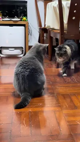 #cute #animals #funny 