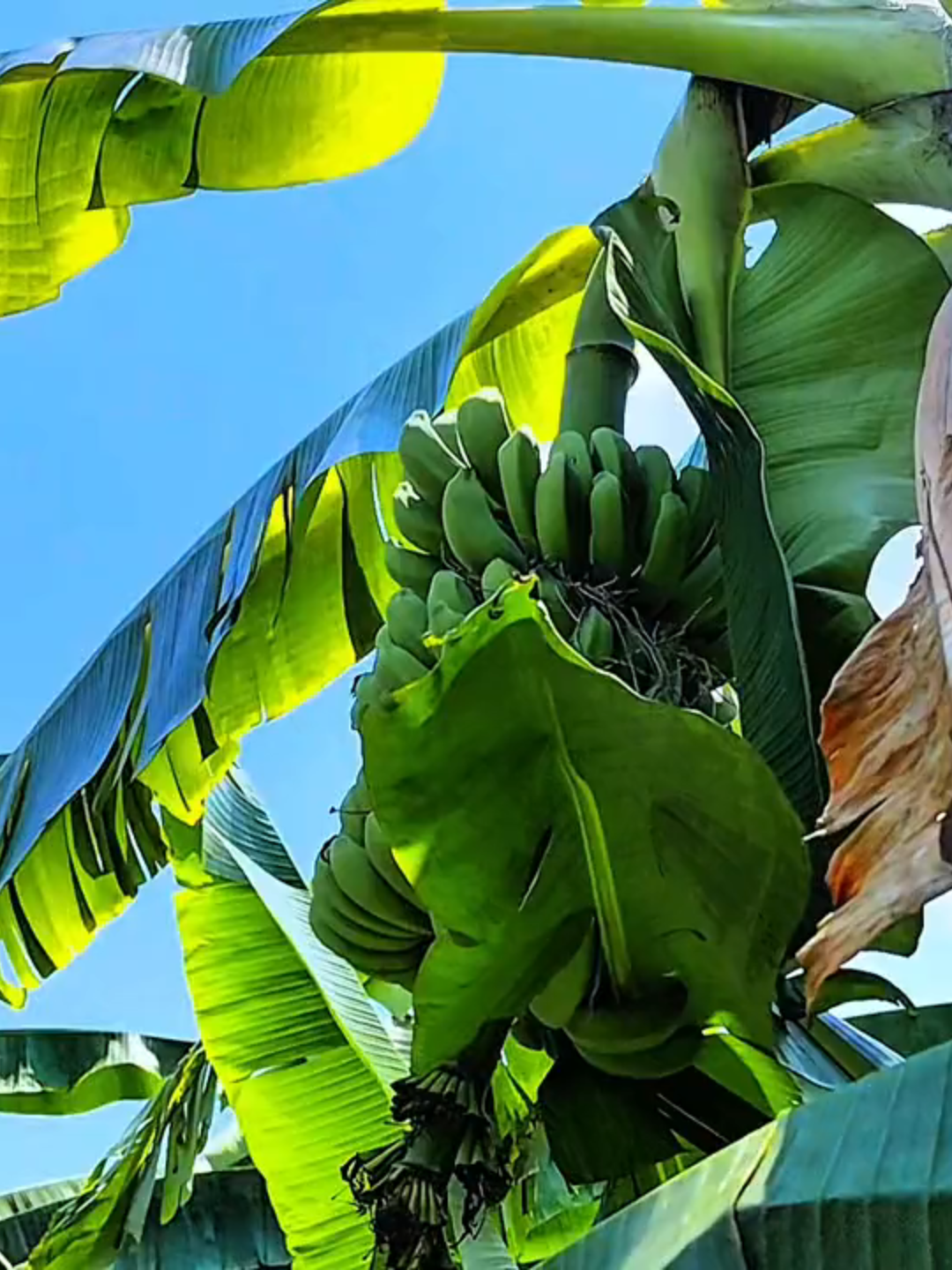 Satu kata....🥰#foryou #masukberandafyp #bojonegoro24jam #fypシ゚ #fyppppppppppppppppppppppp #colorgrading #redminote13pro5g #capcut #cinematicaesthetic #cinematic #fypp #microsoftedge #jj #aesthetic #pisang #edge