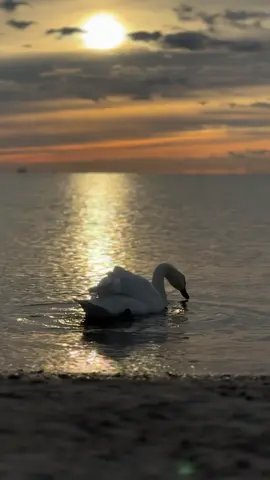 #рассвет #море #sunriseview #лебеди #🌊🌊 