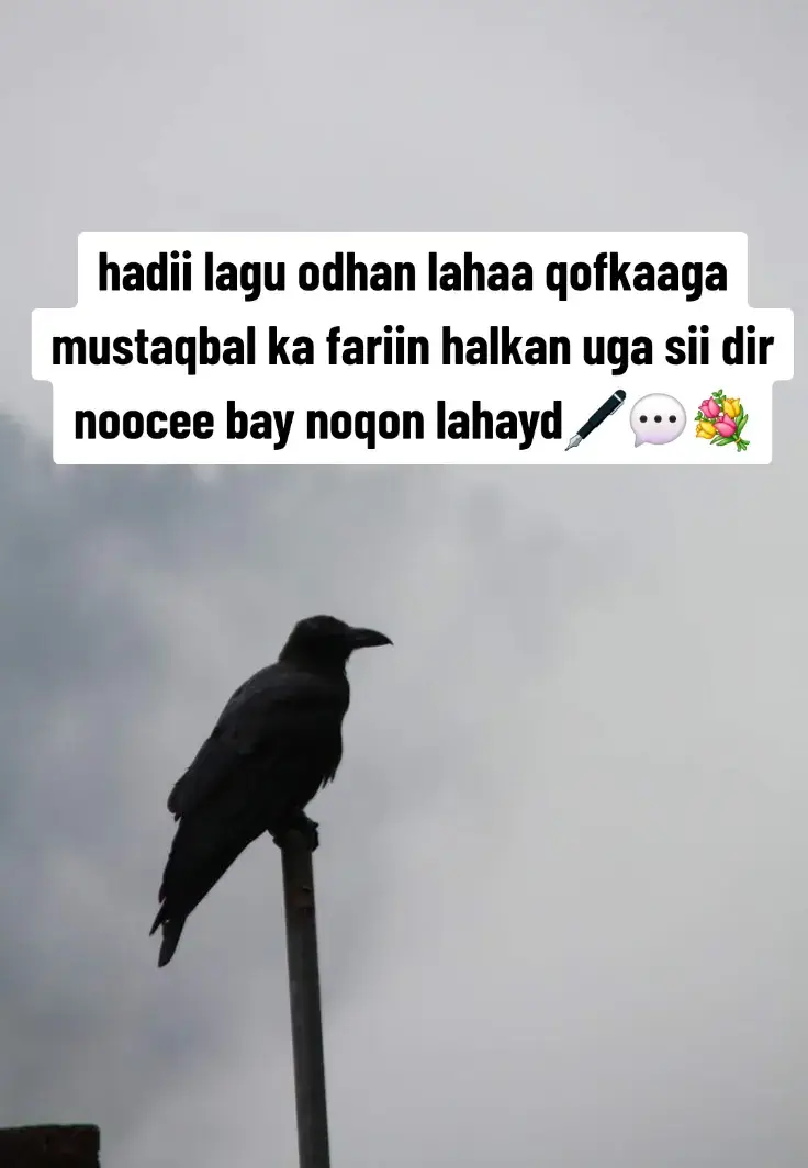 Fariin aan u dirayo qofka aan mustaqbalka wadaagi doono* Qofkayga mustaqbalka—inkastoo aanan weli ku aqoon, haddana qalbigayga wuu kuu diyaarsan yahay. Waan ogahay maalin maalmaha ka mid ah in jidadkeenna ay isugu iman doonaan si lama filaan ah, una ekaan doonto sidii in Eebbe inoo qorsheeyay. Waan kuu ducaynayaa xitaa adiga oo aanan magacaaga aqoon, muuqaalkaaga aanan arag, codkaaga aanan maqal—laakiin waan ogahay: waad imaan doontaa. Fariintan waxaan ugu talagalay in aan qalbigaaga taabto xitaa ka hor inta aynaan is arag. Waxaan rabaa in aad ogaato in aan ahay qof ku sugaya si daacadnimo leh, qalbi nadiif ah, iyo jacayl aan shuruud lahayn. Waxaa dhici karta in aad hadda la tacaaleyso nolosha, ama aad ka walwalsan tahay in qof dhab ah uu jiro. Laakiin ogow: *waan jirayaa*, waana kuu diyaar ahay markii waqtigu gaaro. Waxaa laga yaabaa in aad ilmeeysay marar badan, sida aan aniguna u ilmeeyay. Waxaa dhici karta in qalbigaaga la dhaawacay, sida aan aniguba u dhaawacmay. Laakiin waxaan kuu balan qaadayaa: marka aan is helno, waxaad dareemi doontaa in nabad tahay, in la fahmay, in si dhab ah lagu jeclaaday Ma rabo in aan ku helo adiga oo quus ah. Runtii, waxaan rajaynayaa in marka aan ku arko aad tahay qof dhammaystiran—aniga iyo adigaba mid walba noloshiisa fahmay. Markaas ayaan noqon doonaa lamaane is garab taagan, is taageera, is xoojiyo. Qofkayga mustaqbalka—xitaa haddii aadan wali aqoon in fariintan adiga loo qoray, mar uun ayaad dareemi doontaa. Ilaa markaas, qalbigeyga ayaa kuu duceynaya, nolosheydana waxaan ka sameynayaa meel adiga ku qalanta. Waayo marka aad timid… waa inaad heshid jacayl buuxa, kalgacal daacad ah, iyo qof ku garab istaagi doona ilaa dhammaadka.
