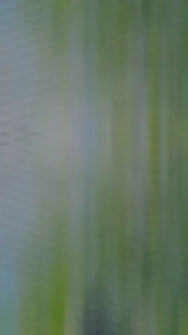 🌿🌿🥀🥀💮💮🍂🍂🌺🌺💜💜☘️☘️☘️🌹🌹🌹🌿🌿🌿❤️‍🩹❤️‍🩹❤️‍🩹🥀🥀🥀🌹🌹🌹