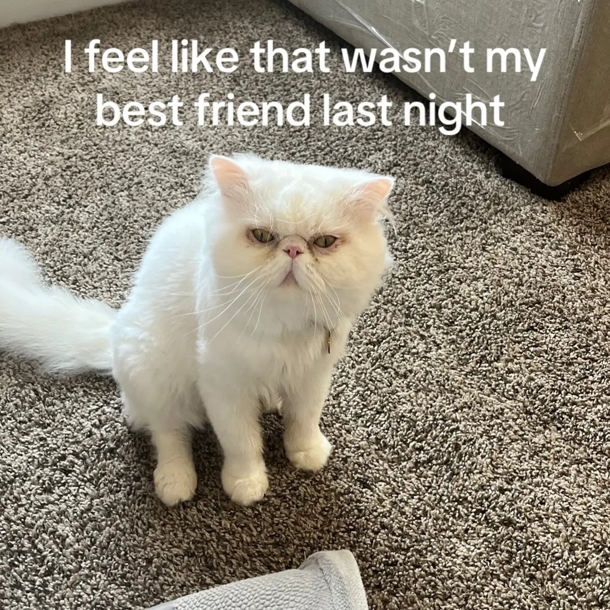 Ewww goober 🤣 He just got groomed so now he’s naked  #persian #persiancat #cat #catsoftiktok #catlover 