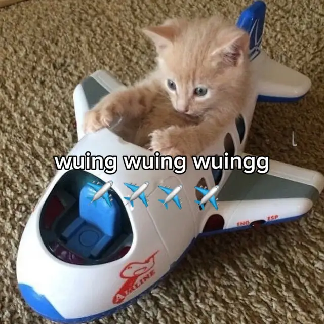 wuing wuing wuingg wushh🌬️ #catsoftiktok  #cat  #fyp  #foryou  #xzybca 