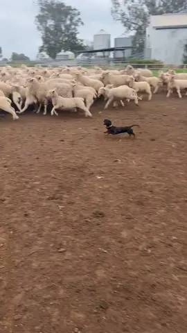 #minituredachshund #sausagedog #workingdogs #miniturekelpie #workingdogsoftiktok #cattledogsoftiktok #dachshund 