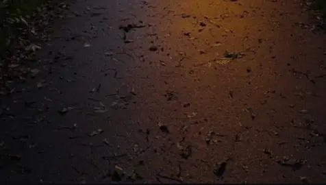 مكدبش وائل جسار لما قال..! 🤎 |بدون موسيقى. #تصميمي🎬 #explore #viral #fypシ゚ #الشعب_الصيني_ماله_حل😂😂 